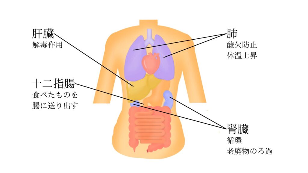 内臓の働き
十二指腸：食べたものを腸に送り出す
肝臓：解毒作用
腎臓：循環、老廃物のろ過
肺：酸欠防止、体温上昇