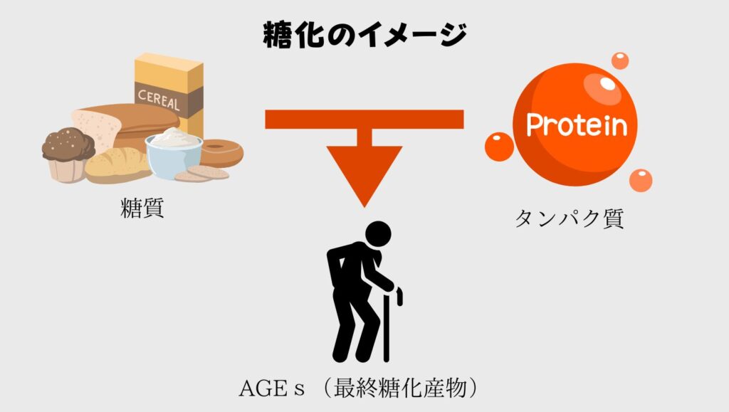 糖化とは、糖質とタンパク質が結合してAGEs(最終糖化産物)を発生させること