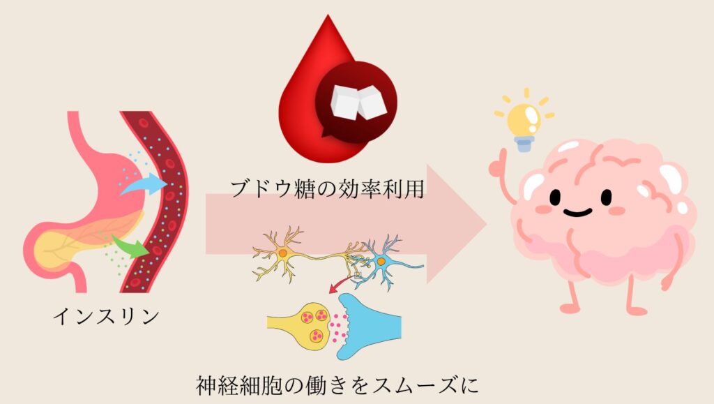 アルツハイマー病と糖尿病の関係
インスリンがブドウ糖を効率利用し、神経細胞の働きをスムーズに