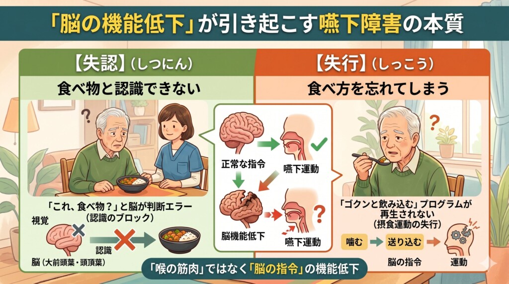 単なる筋力低下ではない!脳の機能低下が引き起こす「失認」と「失行」の本質